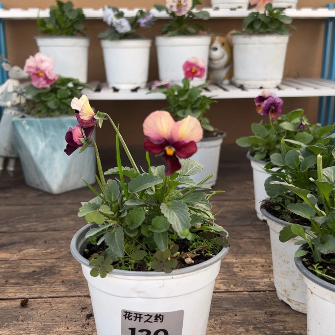 【闪购商品】完全开放130号