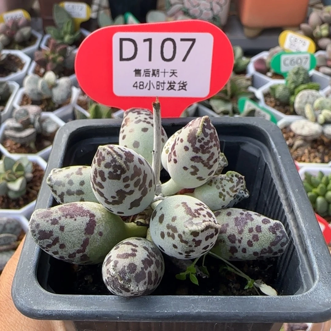 特白肌海豹。   107。