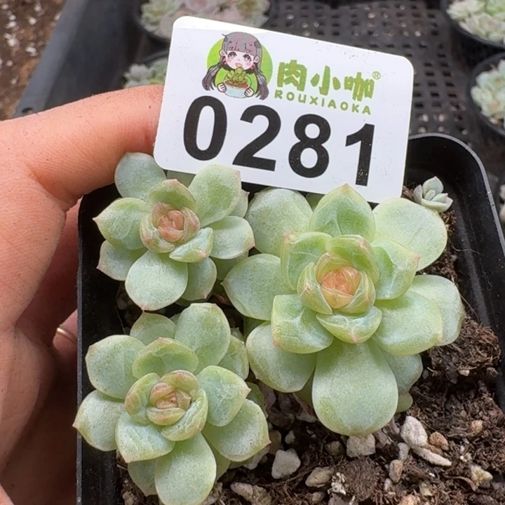 当前无花朵，栽培后可花朵生**号多肉植物多肉植物