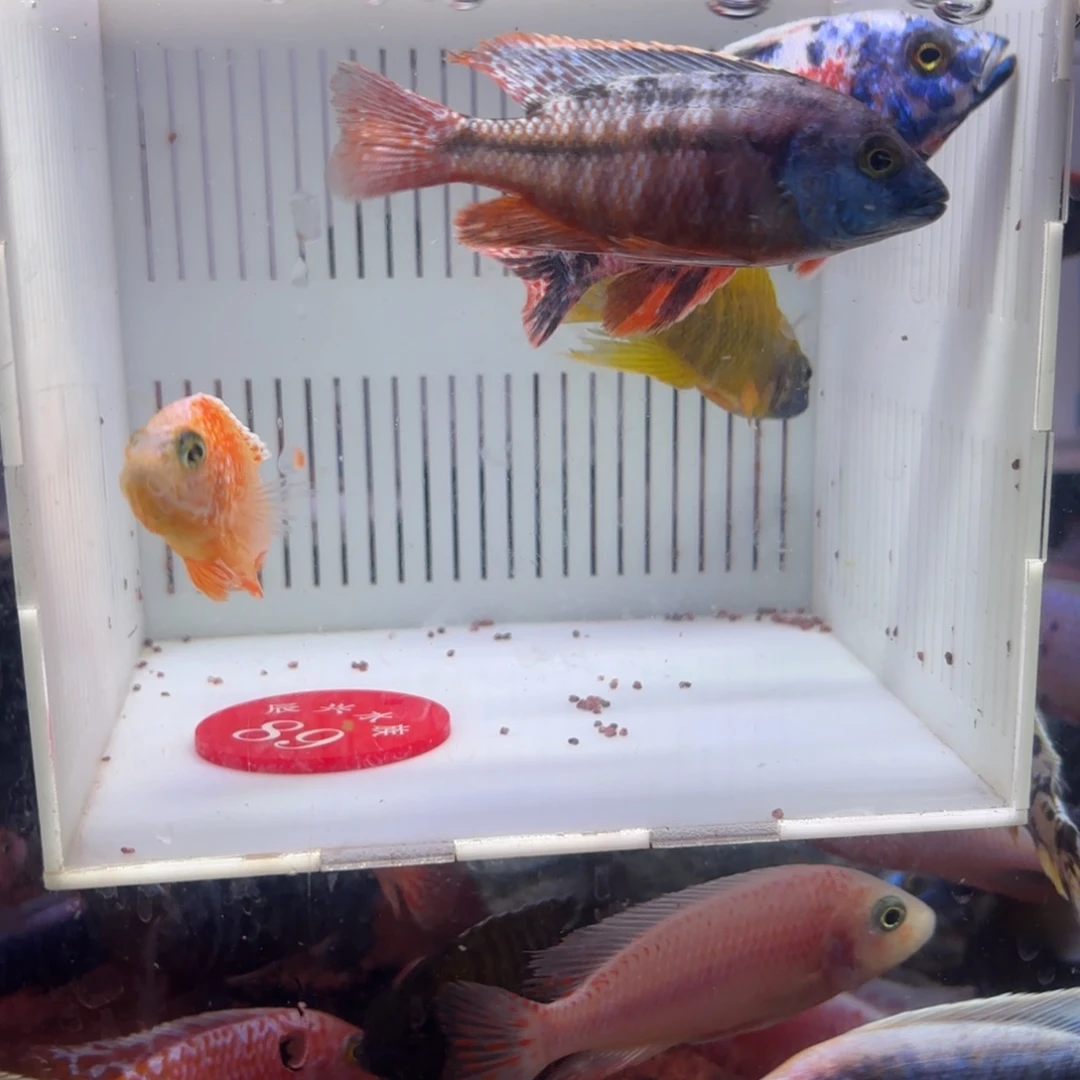 凌***泽慈鲷鱼直播89号4条