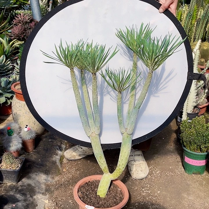 *****完全开放天龙树裸根发货