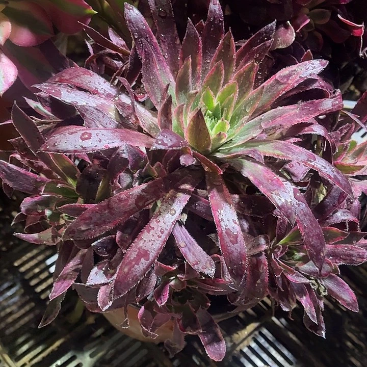 孔雀锦一棵脱土9.9