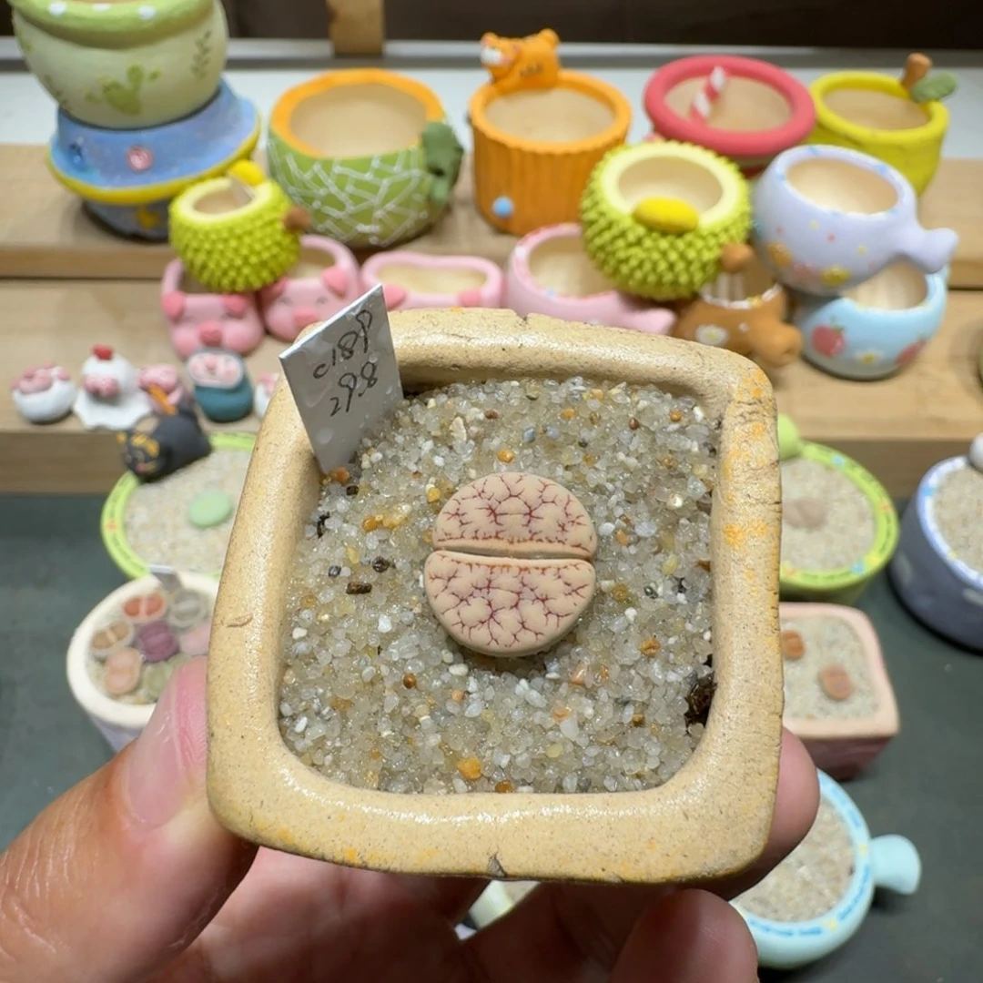 蘑菇223c189拿铁拿铁