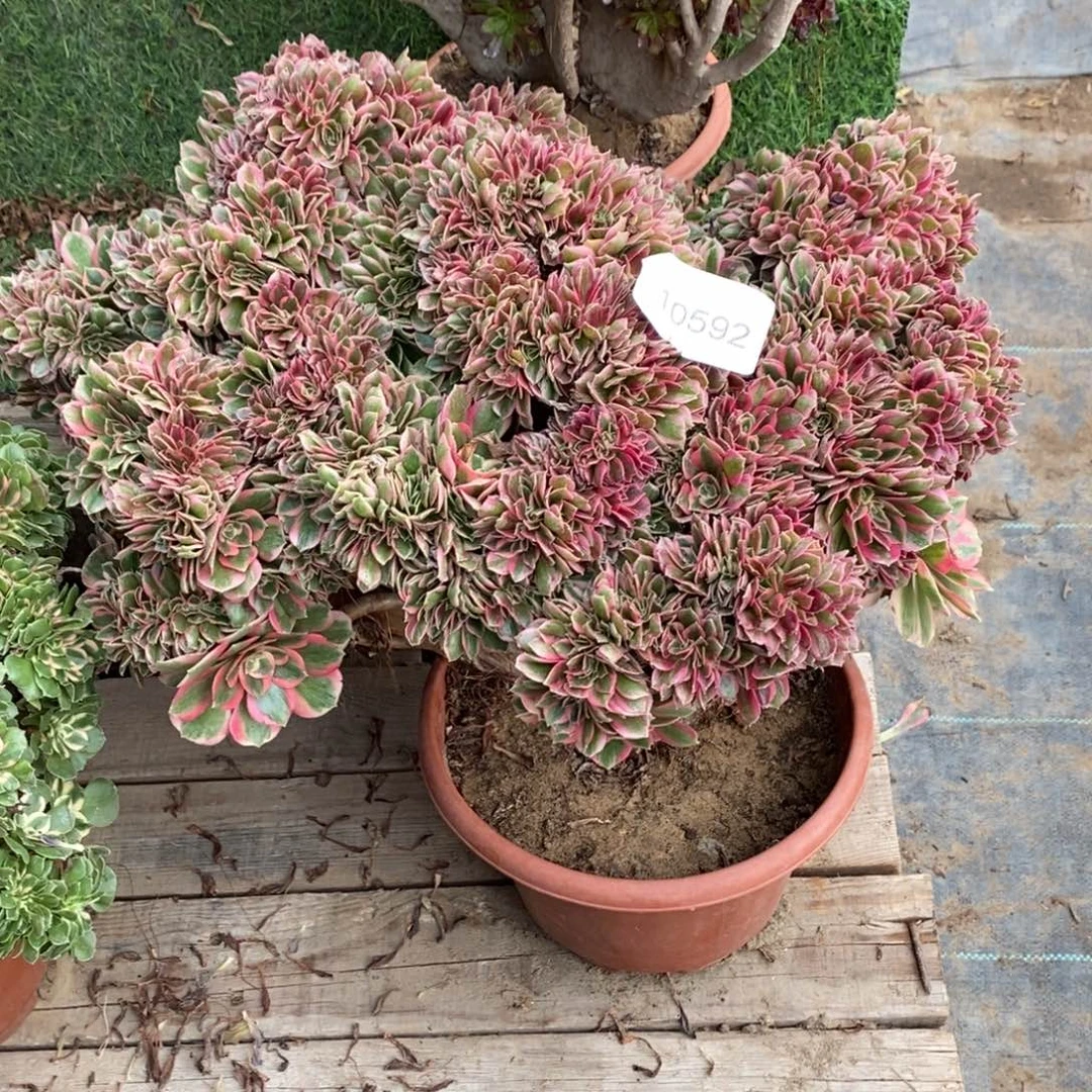 粉女郎缀化1颗多肉10592号