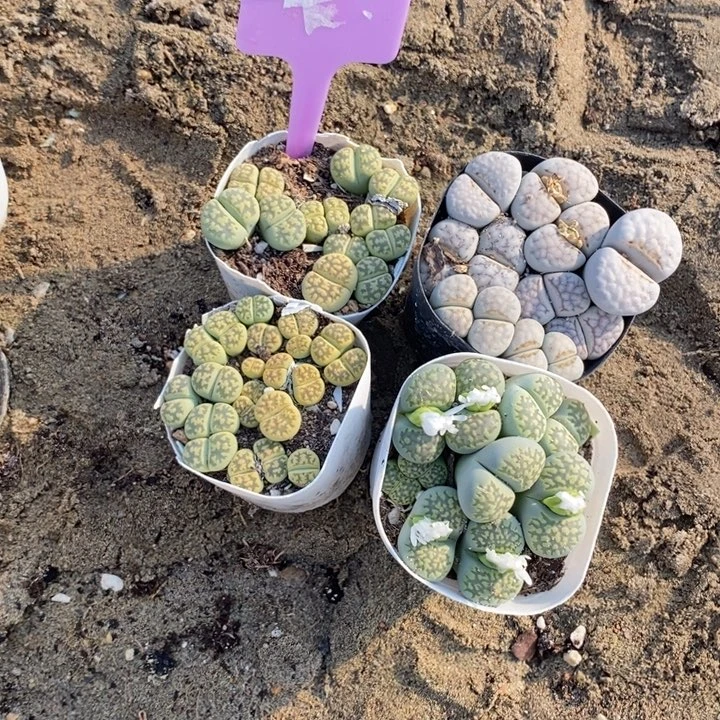 淑***姗生石花等植物的生长发育684