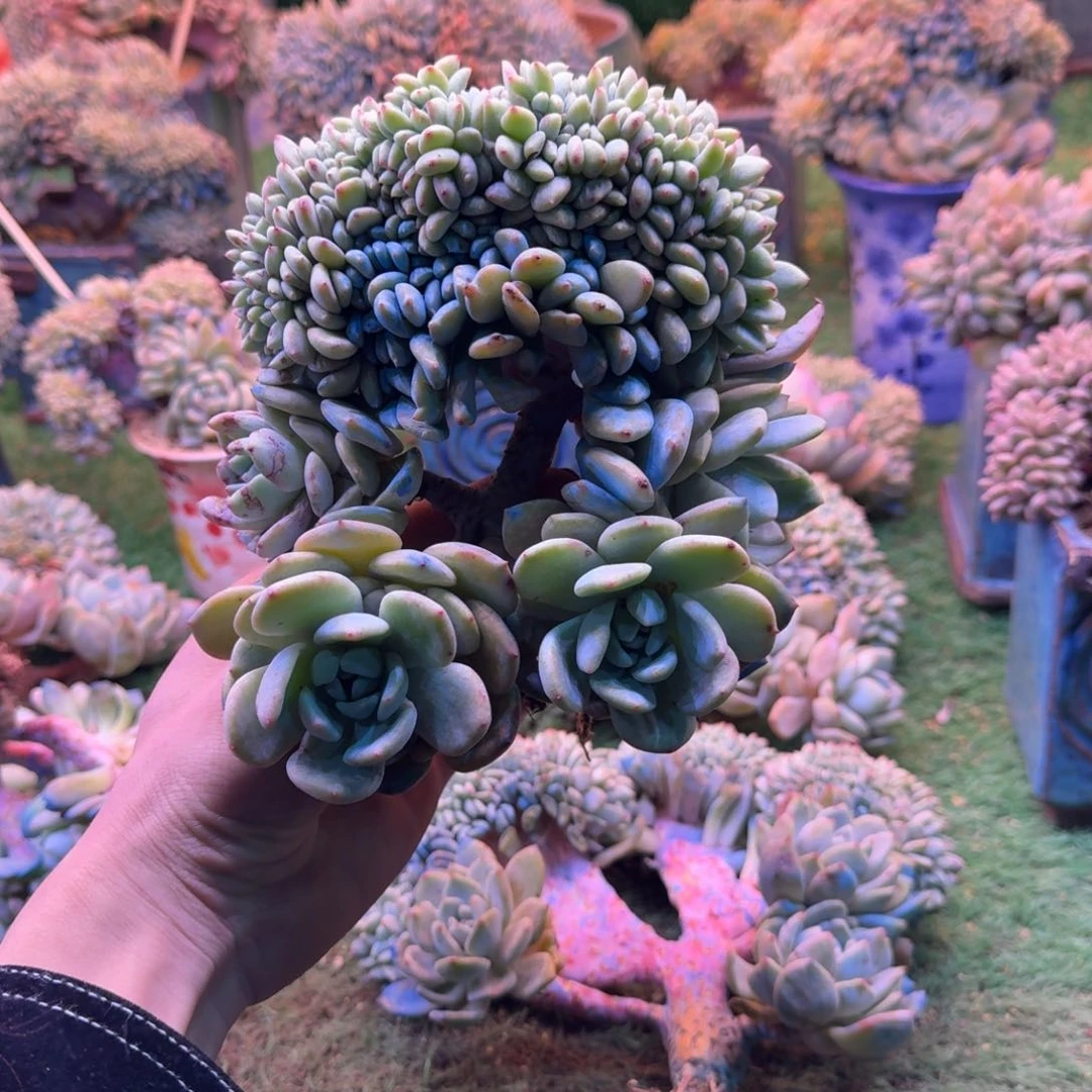 星影缀化树无砍多肉