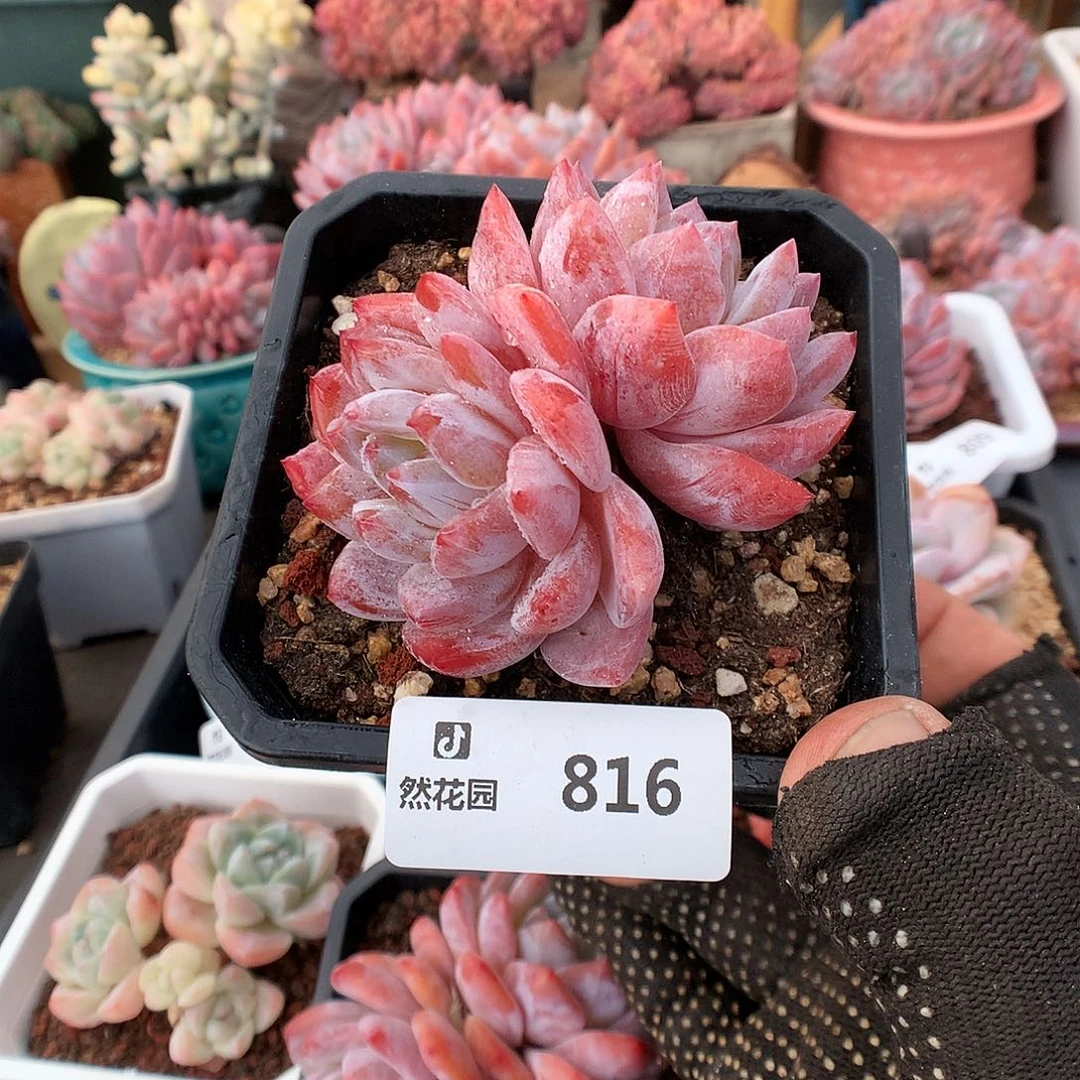816紫皮橙多肉植物666