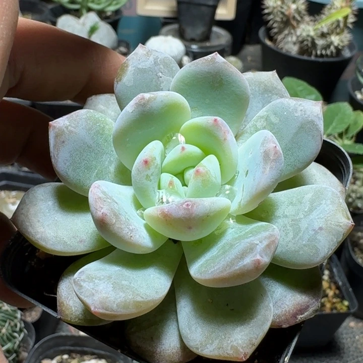 702橙梦露脱土发货