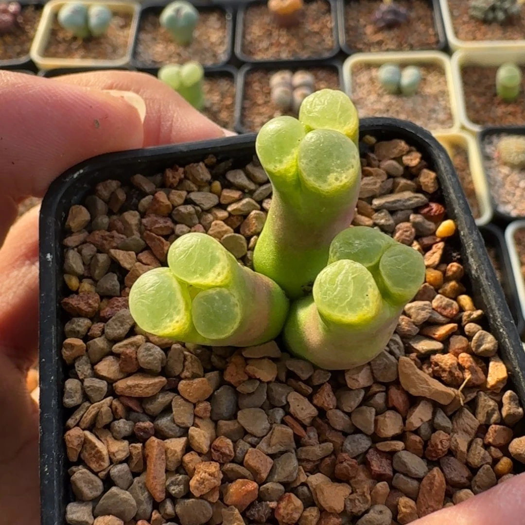 奶****云缦精品番杏18.28