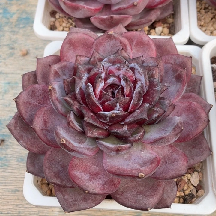 多肉植物黑色橙子