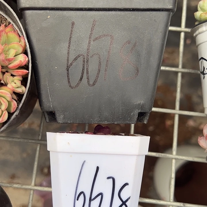 御***姐大号生石花➕毛汉尼