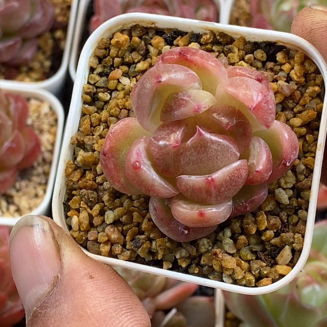 天官赐福百无禁忌