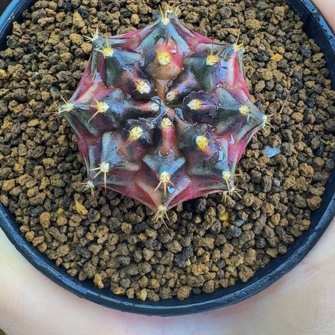 乌贼实生000000000201