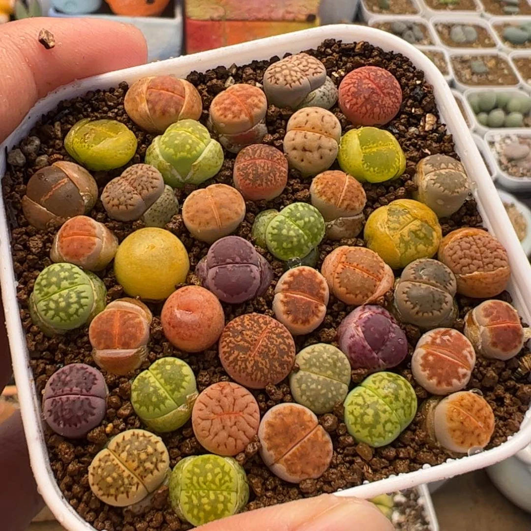 066多肉植物百科