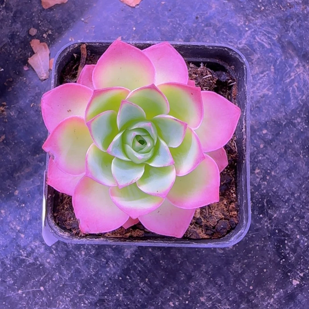 好*魅影玫瑰七方杯889