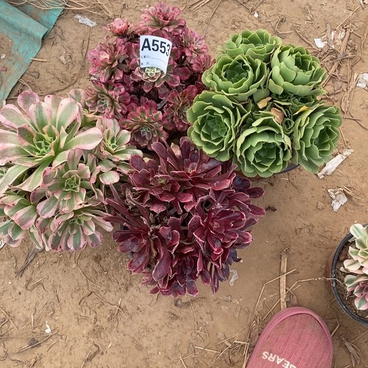 完全开放553组合套餐多肉植物