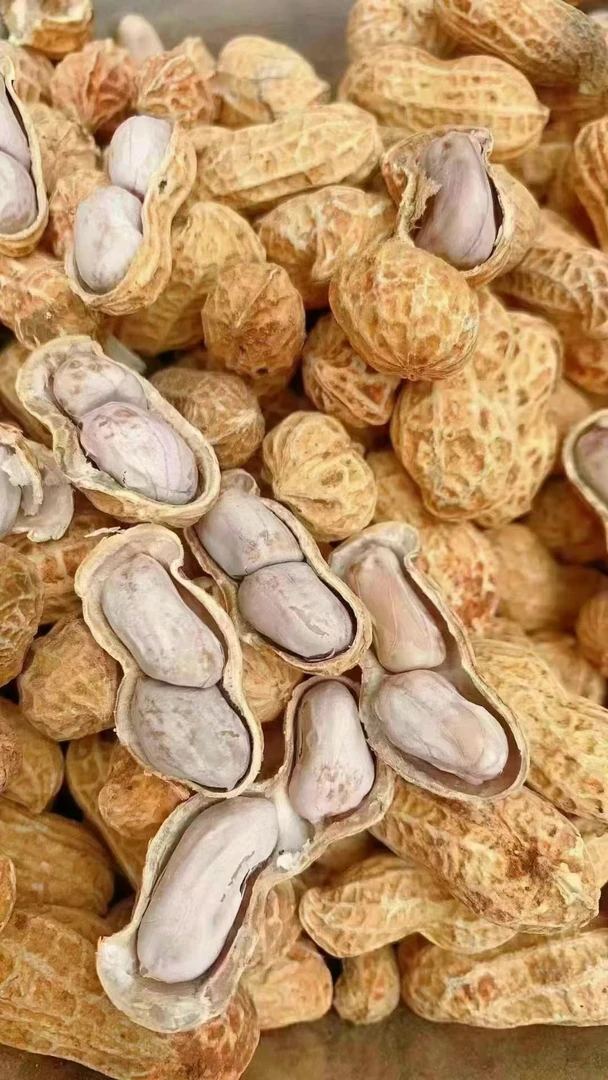 福建闽南特产农家水煮白晒带壳花生咸干原味解馋零食下酒菜