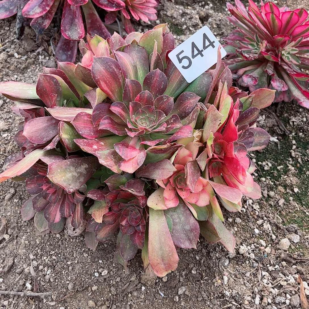 多肉植物七彩544