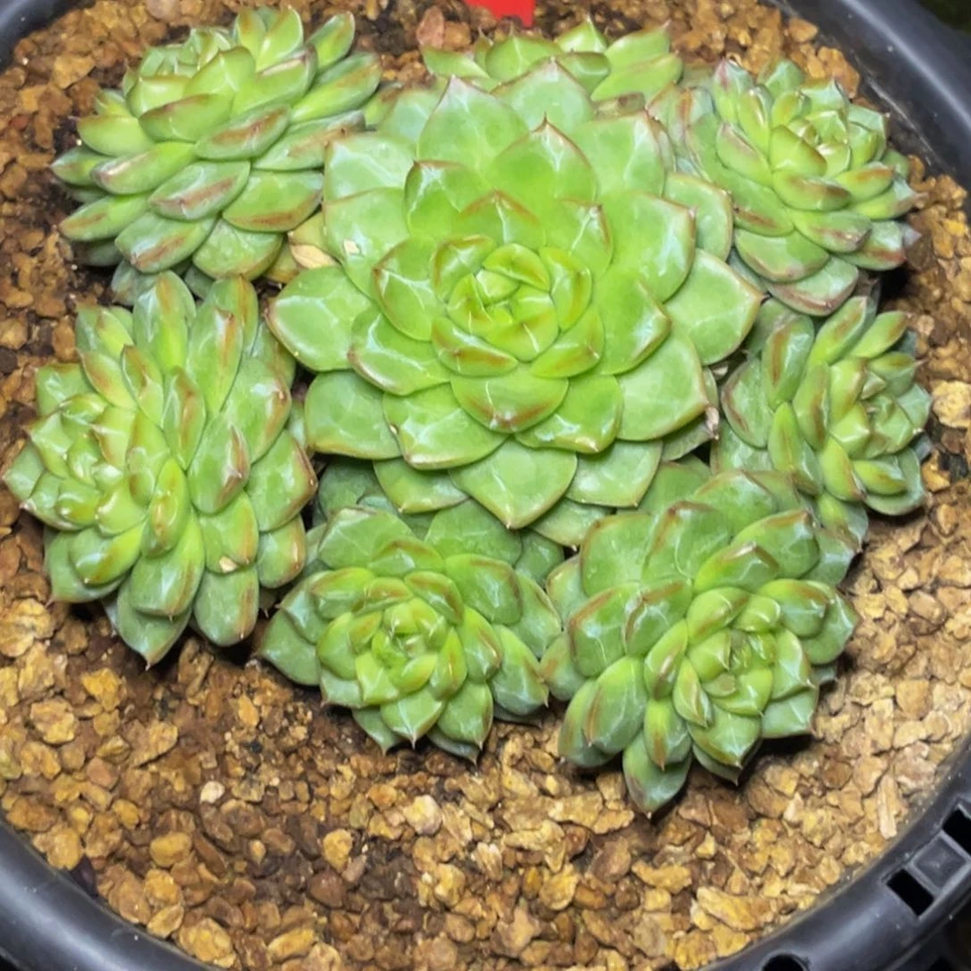 金*9022号晚上多肉植物群生多肉