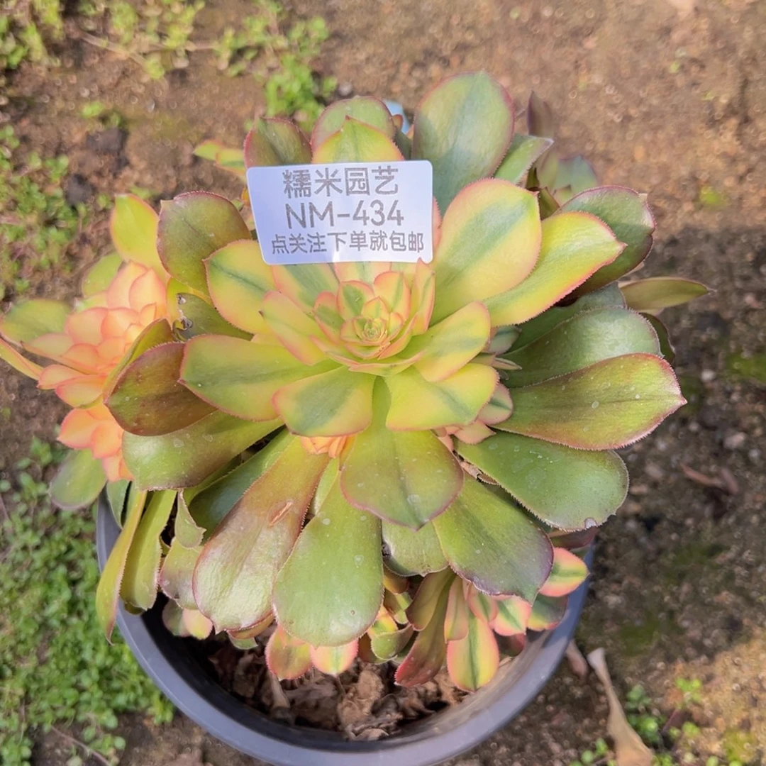 绍七彩老桩多肉植物434