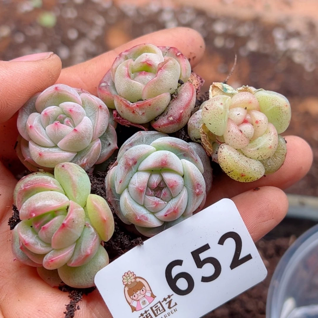 多肉植物多肉植物