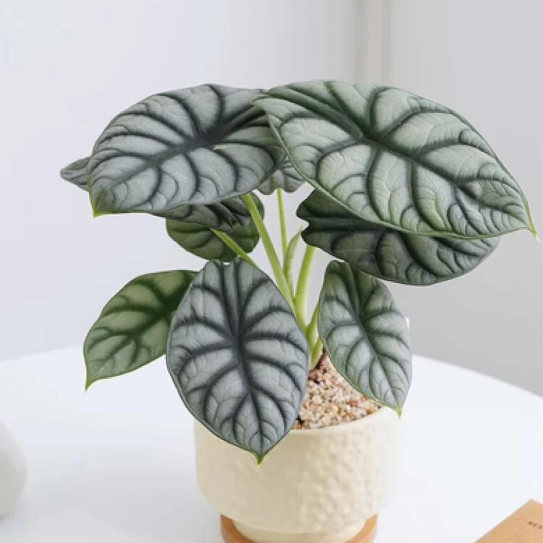 【白犀牛海芋】盆栽经典入门款天南星科绿植室内好养耐阴花卉