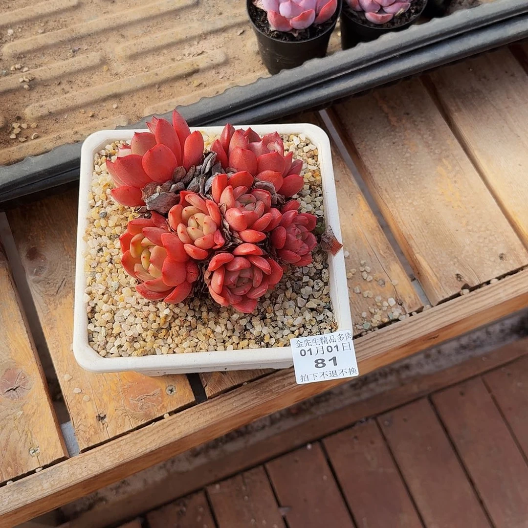 0101-81性感pp群生