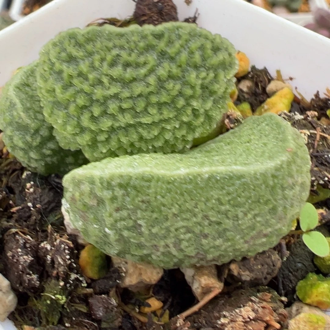 实生新品多肉植物水泡多肉植物