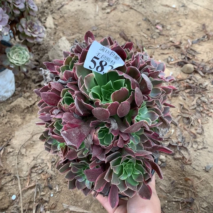 583金丝雀手捧4号