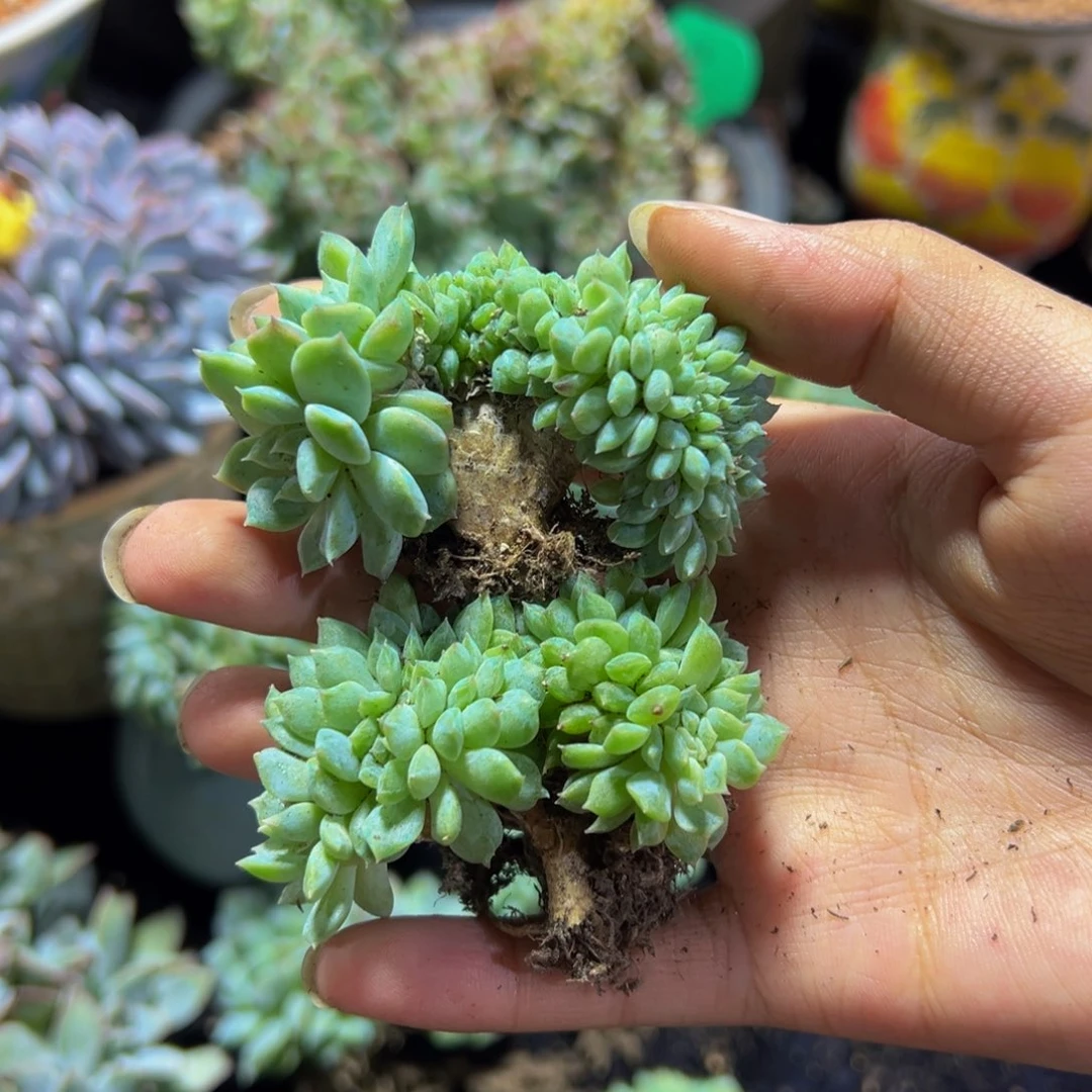 天天开心 冰魄黄心白体
