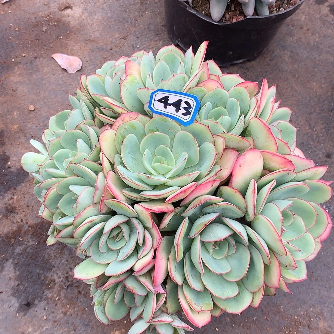 443牡丹亭 一物一拍多肉