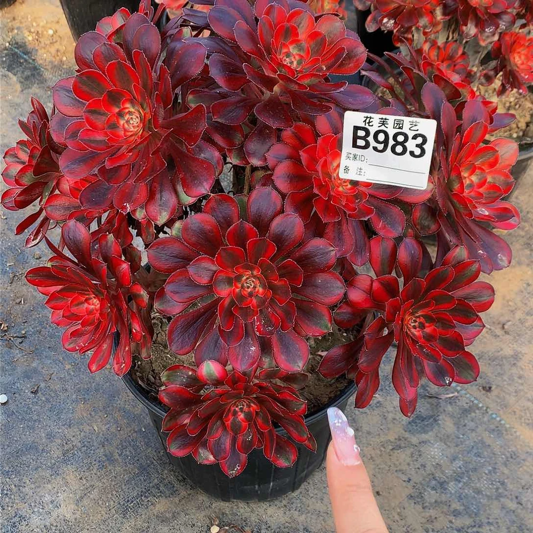 983多肉法师香奈儿