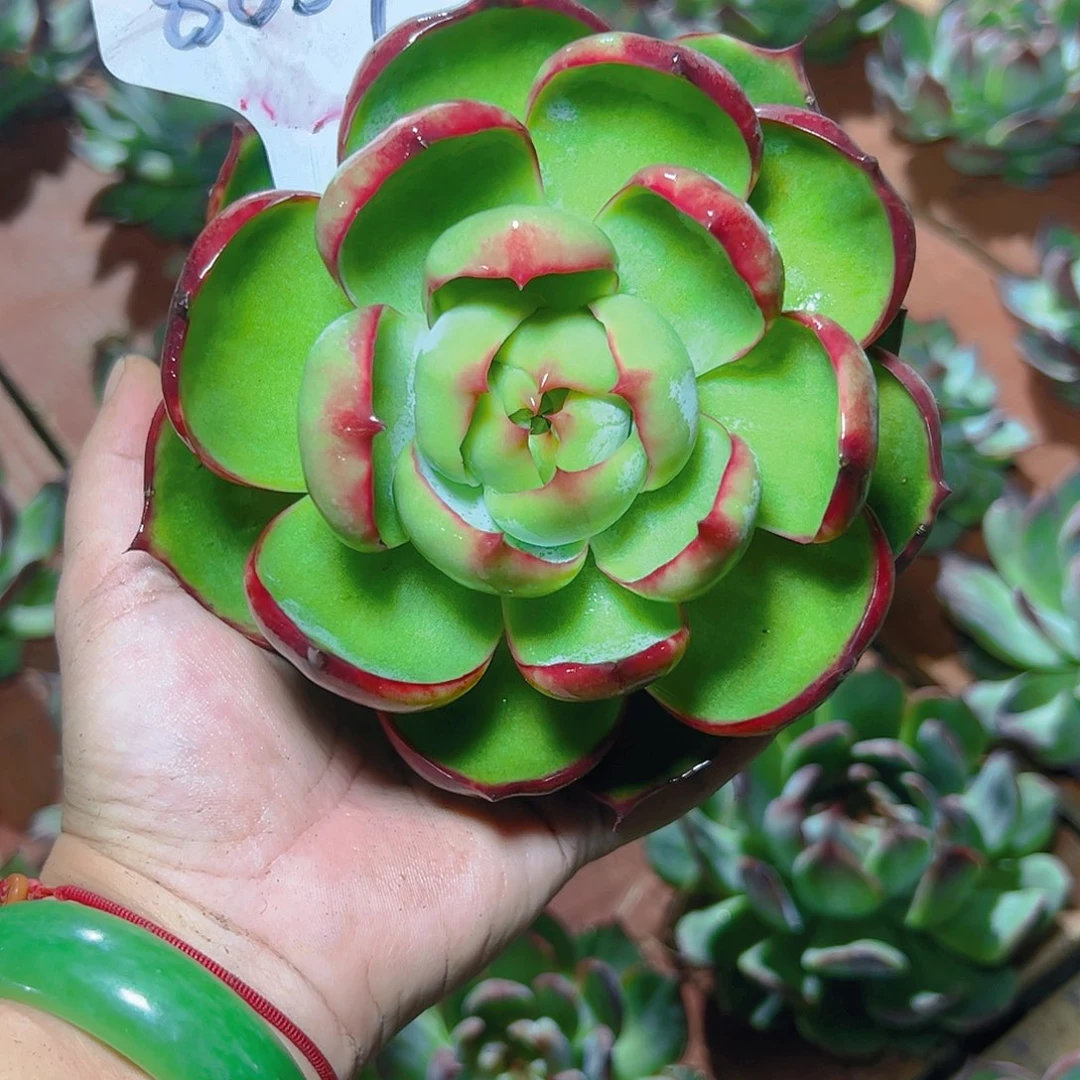 村***芳惊鸿仙子一物一拍8057号