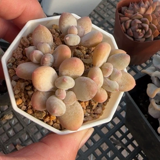 134苹果奶 一物一拍多肉