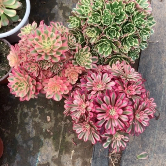 好****?三颗法师多肉植物65