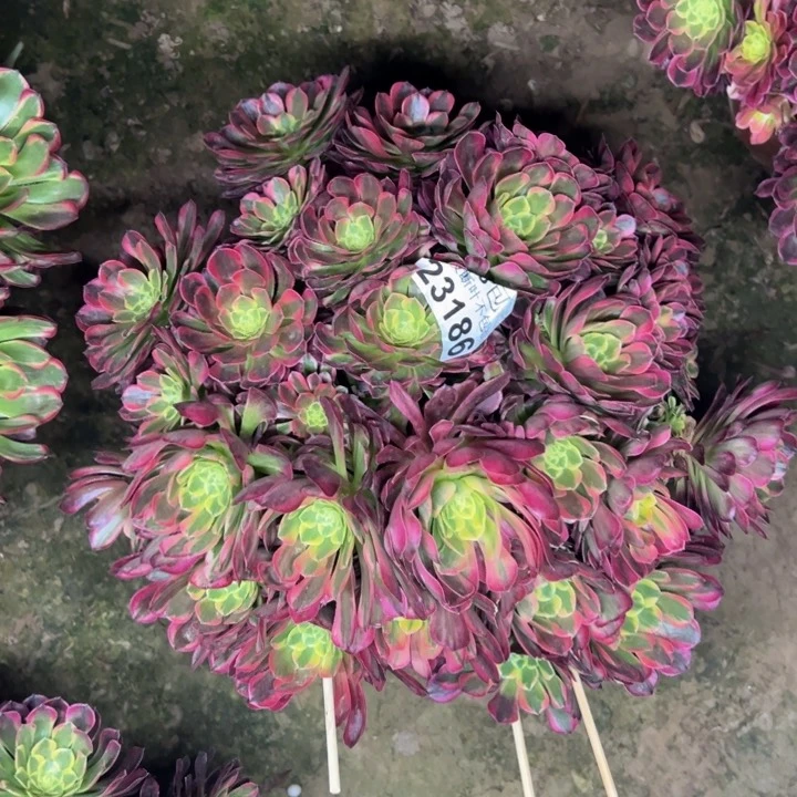 23186小霞多肉植物