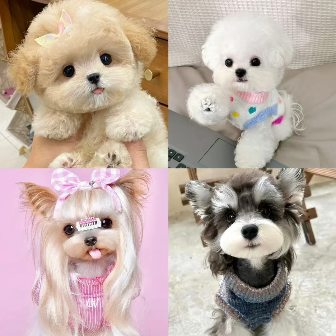 【七月萌宠3】 比熊 雪纳瑞 边牧 柯基