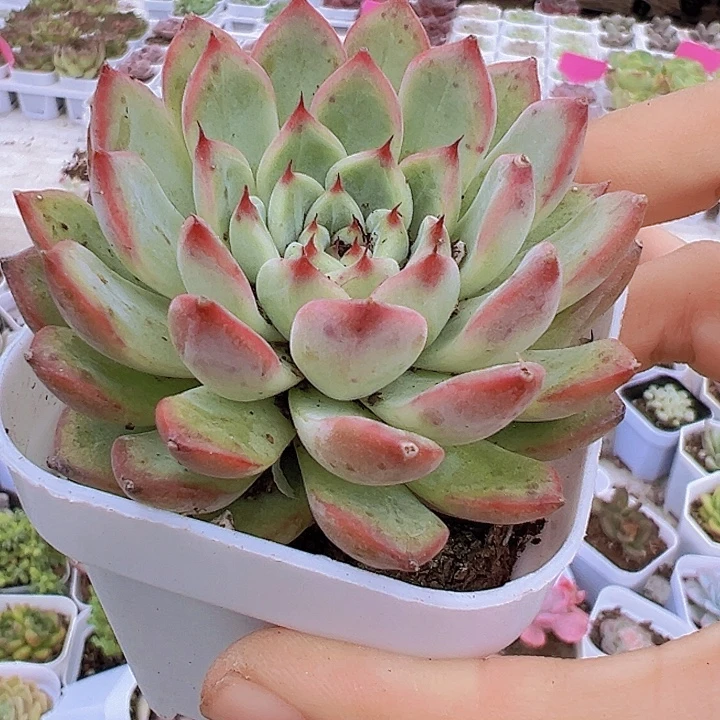 星光珍妮19包邮多肉