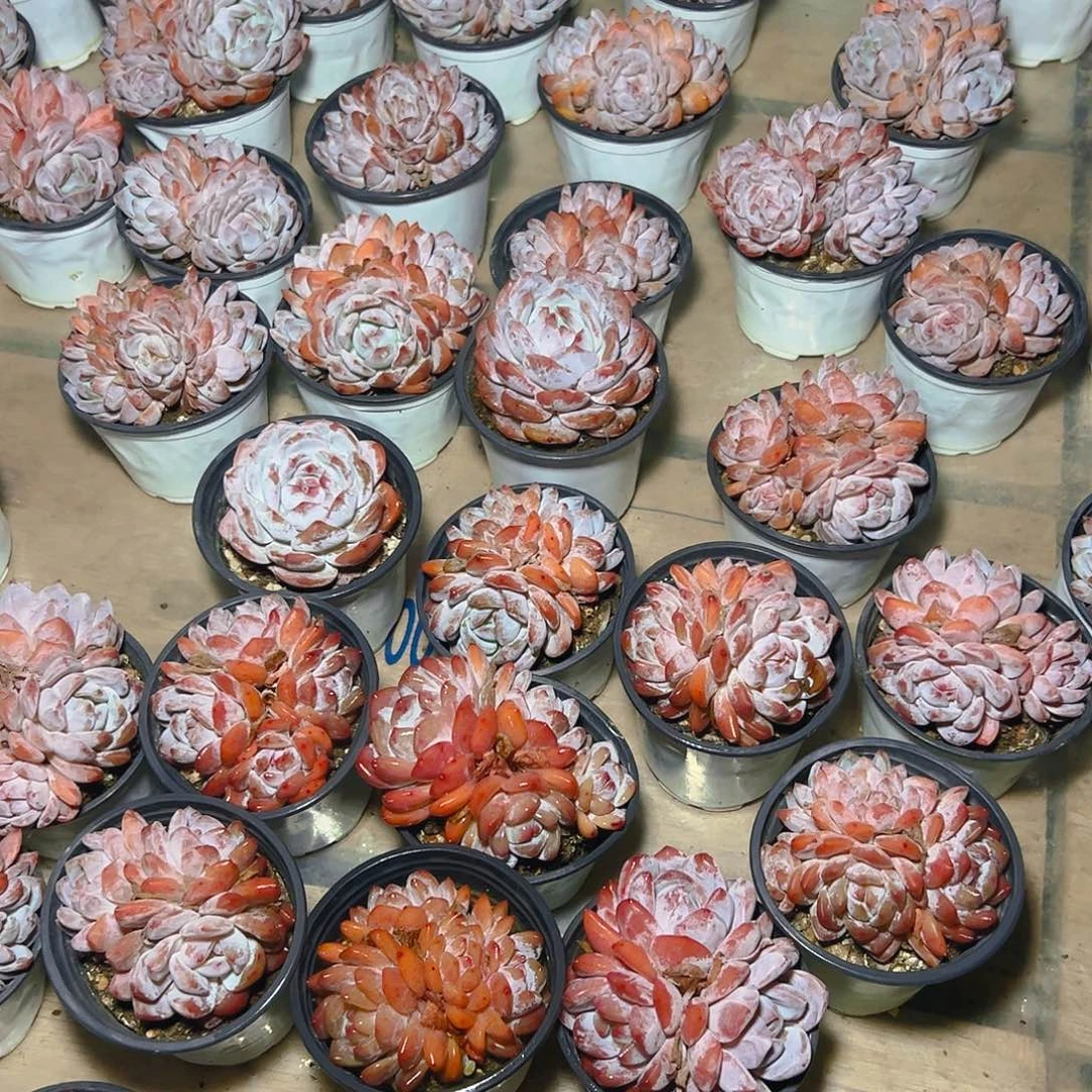 韩橙群12.8一颗三头起发