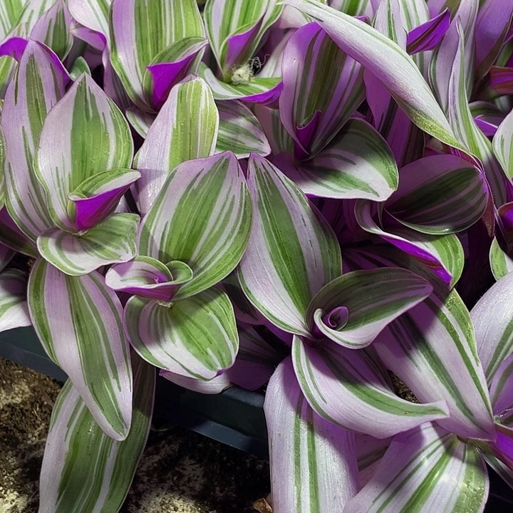 小油画1元带土发过