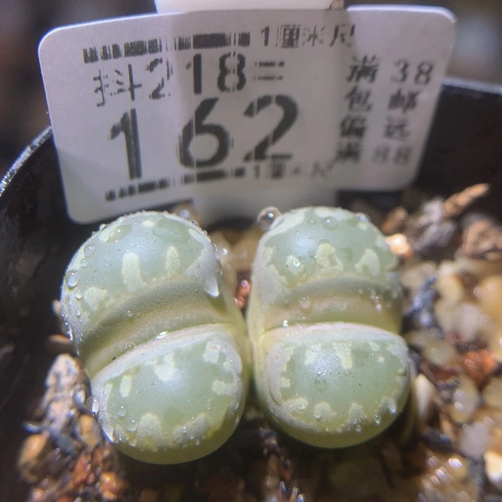 精品生石花218.162