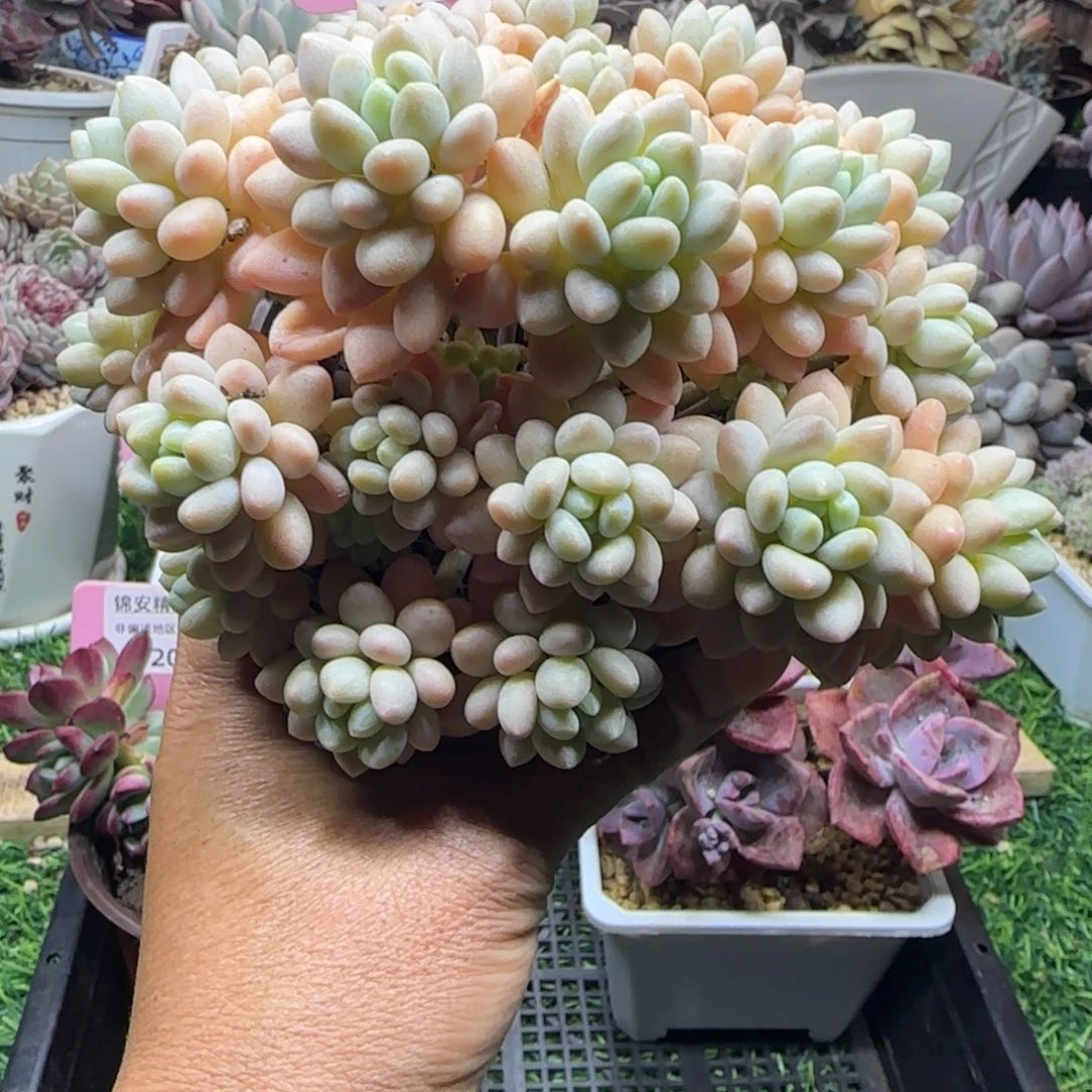 锦安精品多肉植物205