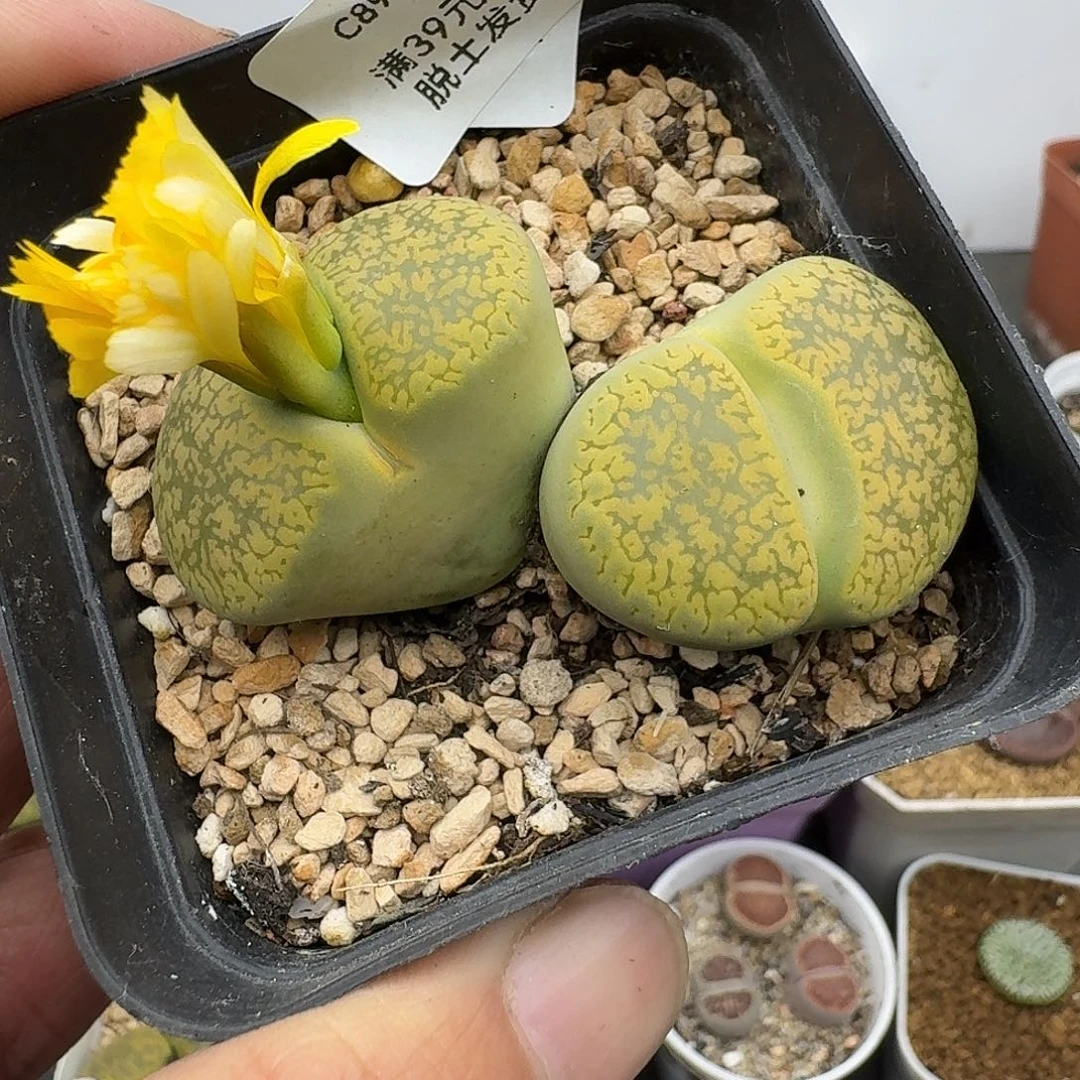 89多肉哈哈哈哈哈哈