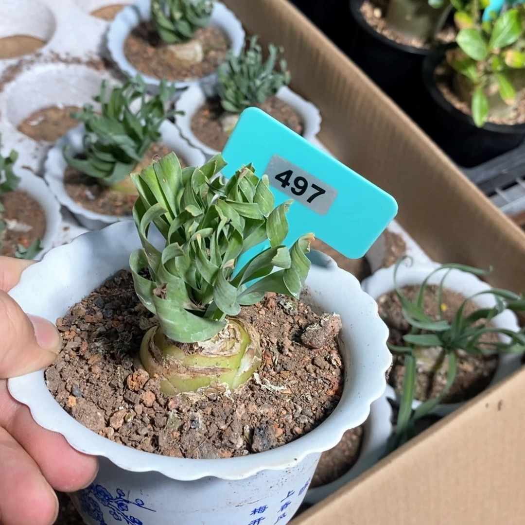 款叶弹簧草多肉植物