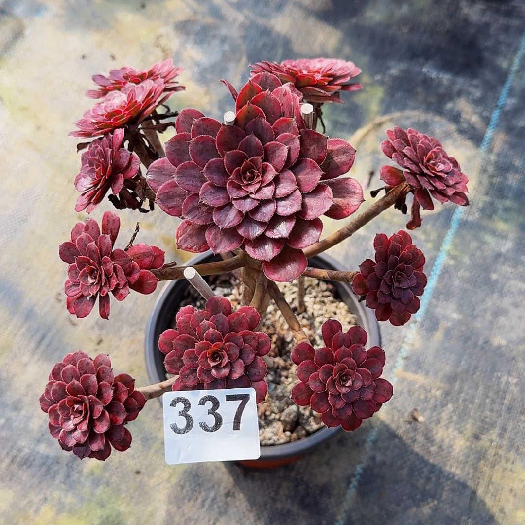 337黑天鹅法师植物