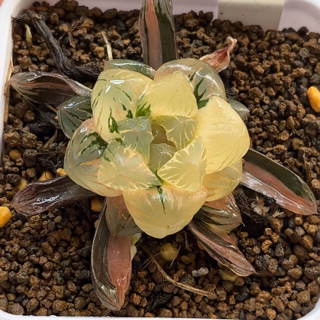 52大窗狄原五号玉露锦福利专场