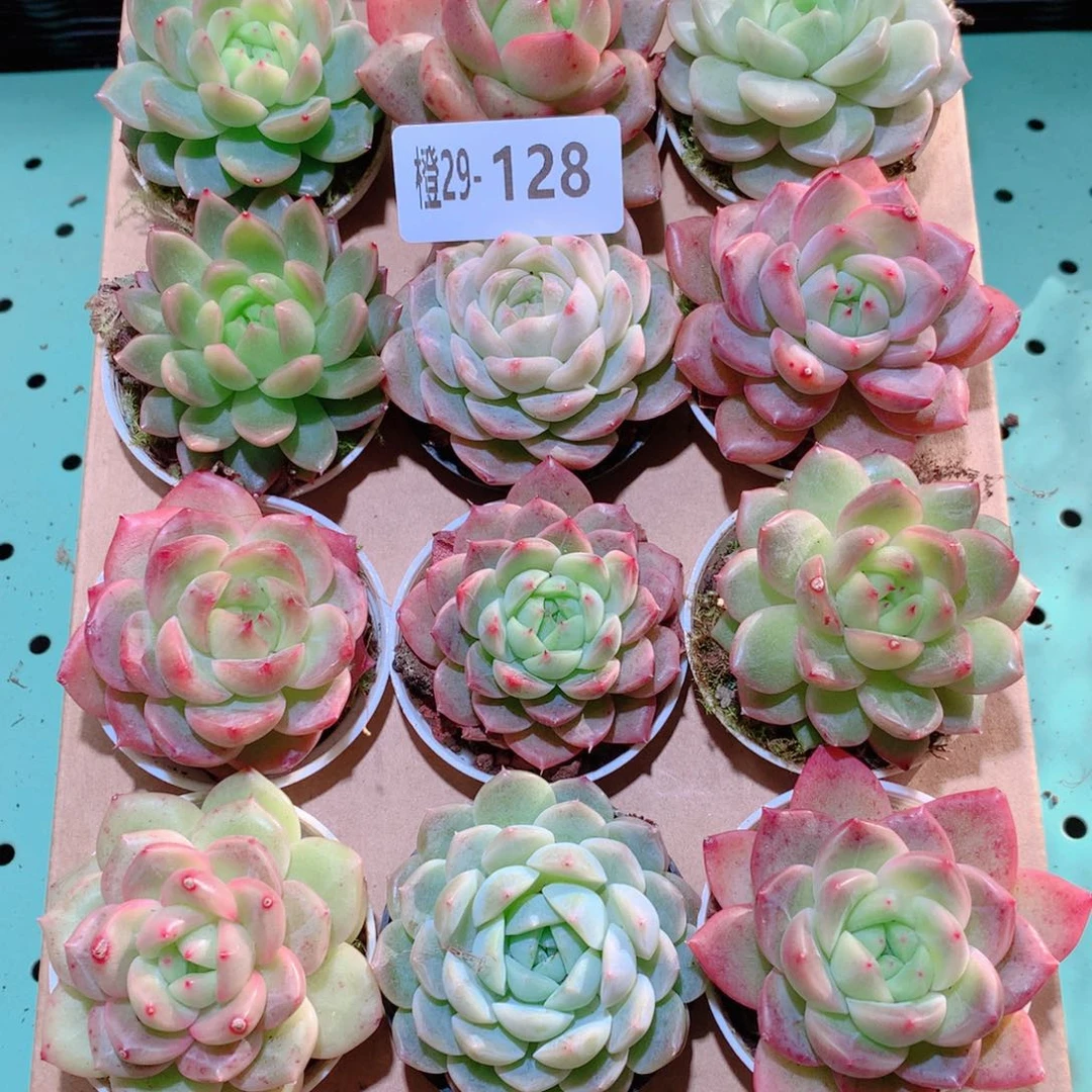 29-128一物一拍多肉带盆18颗