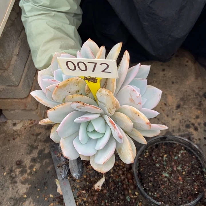 三头奶茶。 0072号。