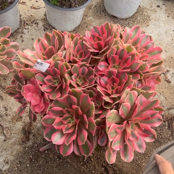 女妖大丛林多肉植物280