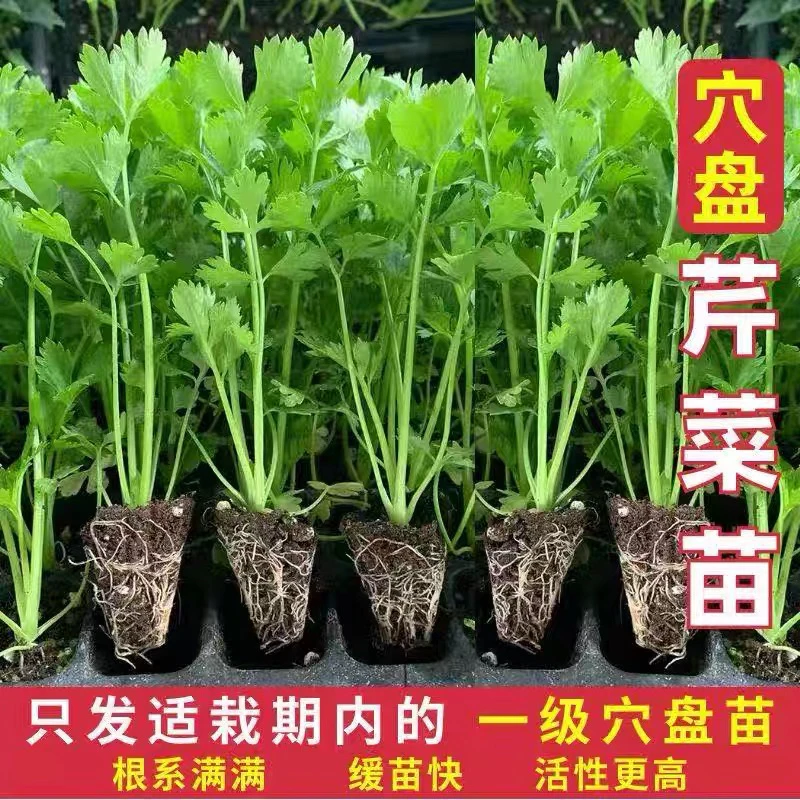 四季易活芹菜苗带土球适合阳台田地种植的蔬菜秧苗